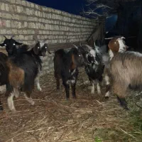 بزغاله ماده|حیوانات مزرعه|جعفرآباد, |دیوار