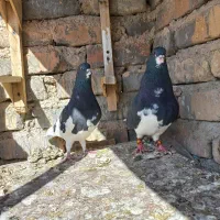 جفت یال و چپ