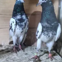 کبوترتیدی بلندپرواز|پرنده|تهران, کوی بیمه|دیوار