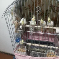 ۵ عدد عروس هلندی و یک جفت بالغ با ۳ جوجه