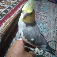 عروس هلندی جفت|پرنده|هندیجان, |دیوار