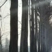 خریدچوب  بالاترین قیمت روز