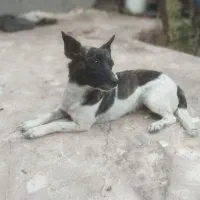 سگ پاکوتاه  فروشی