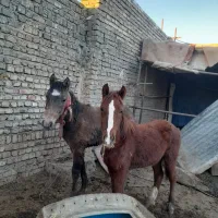 دو راس کره نریان