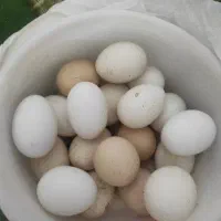 تخم مرغ محلی