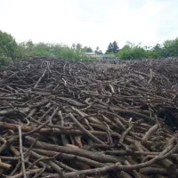 خرید انواع چوب گردو صنوبر بید وغیره ...|خدمات باغبانی و درختکاری|زاینده رود, |دیوار