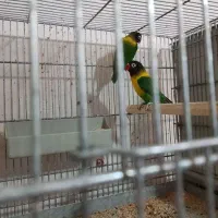 برزیلی یقه زرد مولد