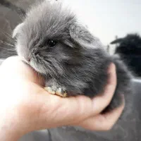 توله خرگوش لوپ عروسکی (همه رنگ)