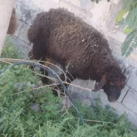 بره بختیاری و افشار نژاد دار