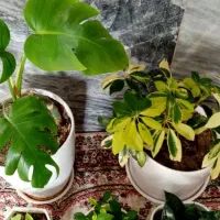 گل آپارتمانی|گل و گیاه طبیعی|کرمانشاه, |دیوار