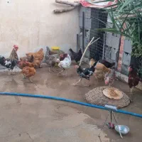 مرغ و خروس