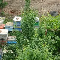 عسل طبیعی از گل های خارشتر