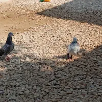 کبوترپکستانی|پرنده|بوشهر, |دیوار