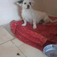 سه عدد سگ پاپی|سگ|مبارکه, |دیوار