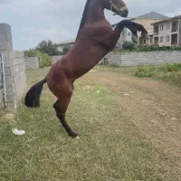 نریان چهار سال|اسب و تجهیزات اسبسواری|ماسال, |دیوار