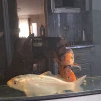 فروش تعدادی ماهی کوی .|ماهی|شیراز, شهرک مخابرات|دیوار