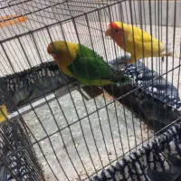 طوطی برزیلی نرماده سالم