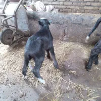 بالاغ شیر خوار