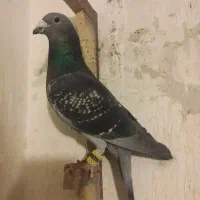 کبوتر پلاکی گرفتنی بزک سیاه و کوهی اصل