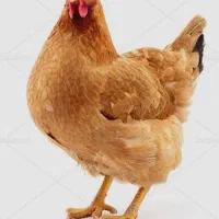 مرغ زنده بومی