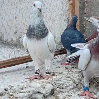 کبوتر