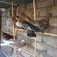 کبوتر سرخ|پرنده|ساوه, |دیوار