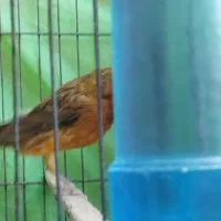 قناری کوتاه وبلند|پرنده|شوشتر, |دیوار