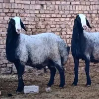 گوسفند شال یکجا بفروش میرسد|حیوانات مزرعه|شال, |دیوار