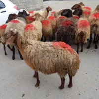 ۲۰راس گوسفندداشتی یکی بره دارمابقی آبستن مایه کردن|حیوانات مزرعه|کنگاور, |دیوار