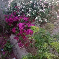 انواع نهال و گل باغچه ای|گل و گیاه طبیعی|بم, |دیوار