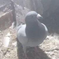 کفتر ماده ماملع با ویپ