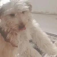 سگ شیتزو|سگ|نیشابور, ۲۲ بهمن|دیوار