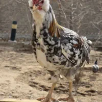 مرغ و خروس گلین