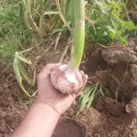سیر|خوردنی و آشامیدنی|پارس‌آباد, |دیوار