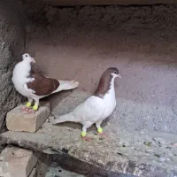کفتر