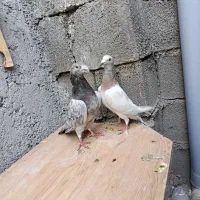 پرنده کبوتر|پرنده|دوگنبدان, |دیوار