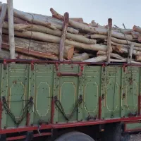 خرید چوب و هرس تخصصی درختان|خدمات باغبانی و درختکاری|قم, قلعه صدری|دیوار