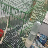 عروس هلندی نر