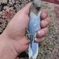 طوطی برزیلی|پرنده|کرمانشاه, |دیوار