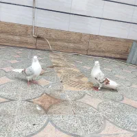 یه جفت خوشونه اصل به شرط جوجه