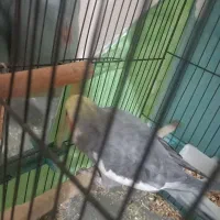 طوطی عروس هلندی نر مست آماده جفت سخنگو|پرنده|الوند, |دیوار