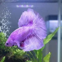 ماهی فایتر مولد|ماهی|مشهد, الهیه|دیوار