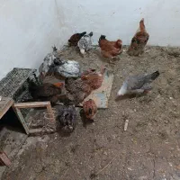 مرغ تخمگذار