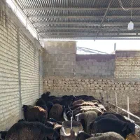 فروش بره پرواری چاق