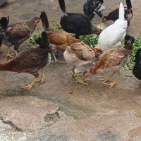 باسلام ۱۰عددمرغ با ۶عدد خروس جوان
