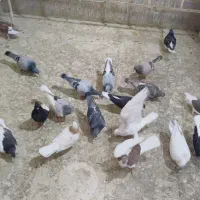 رنگی سیاه پوش|پرنده|اقبالیه, |دیوار