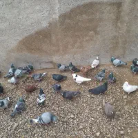 ۱۰۰ کبوتر از ۱۵۰ تا ۲۰۰ تا ۲۵۰