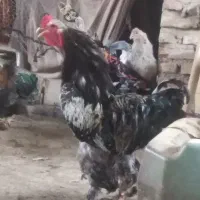 خروس برهما اصل