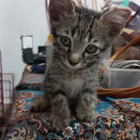 واگذاری گربه