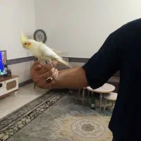 عروس هلندی|پرنده|تایباد, |دیوار